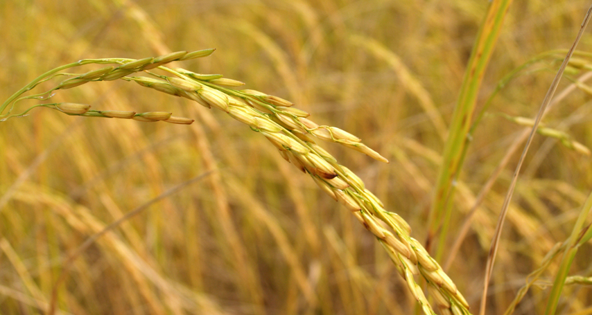 Xiadang Township of Fujian Province had shaken off poverty