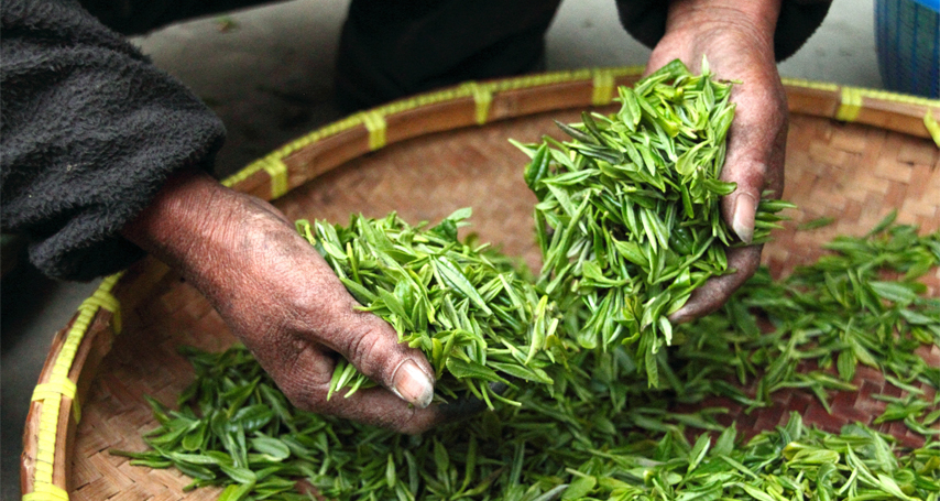 Cooperating with Shouning County again, Sheng Ye Capital helped the “Hometown of Tea” get rid of poverty