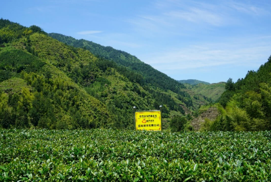 Supporting Poverty Alleviation through the Tea Plantation Industry in Xiadang Town, Fujian